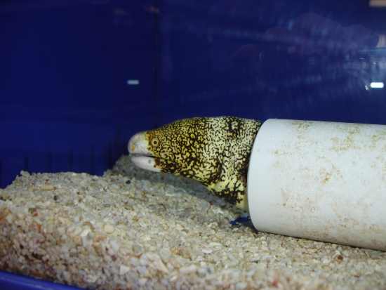  Echidna nebulosa (Snowflake Moray, Clouded Moray, Starry Moray)